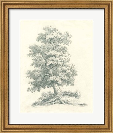 Framed Tree Study II Print