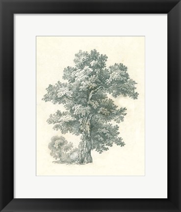 Framed Tree Study I Print
