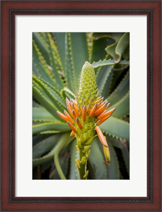 Framed African Aloe Print