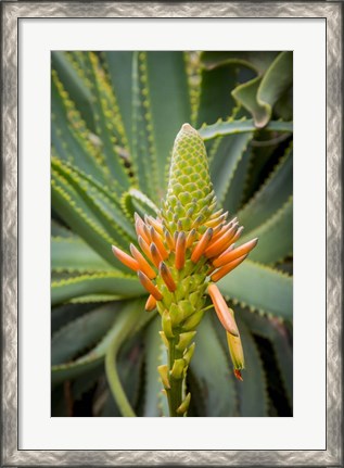 Framed African Aloe Print