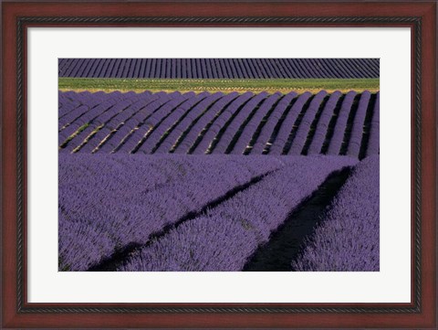 Framed Lavender Fields On Valensole Plain, Provence, Southern France Print