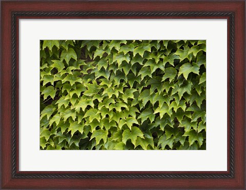 Framed Natural Plants And Leaves Growing On Wall In Provence Print