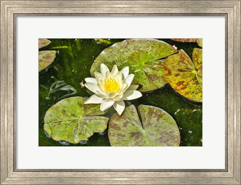 Framed Lily Pad Print