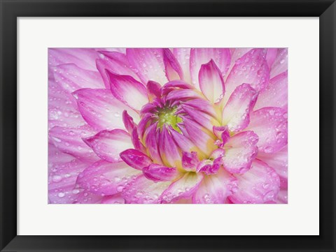 Framed Pink Dahlia Print