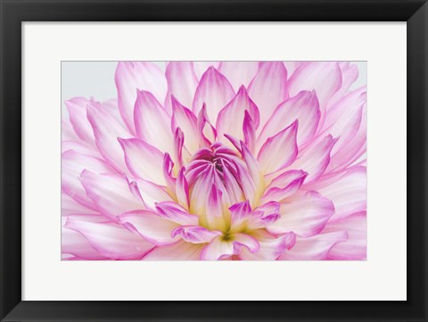 Framed Dahlia Close Up Print