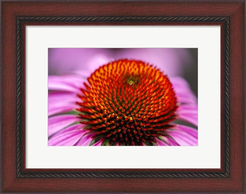 Framed Purple Coneflower Print