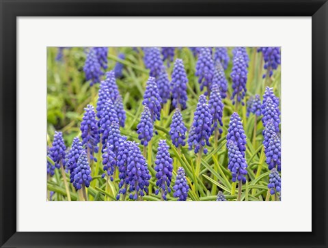 Framed Grape Hyacinth Print