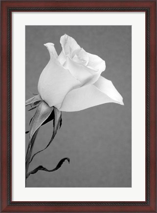 Framed Rose Print
