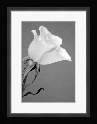 Framed Rose Print
