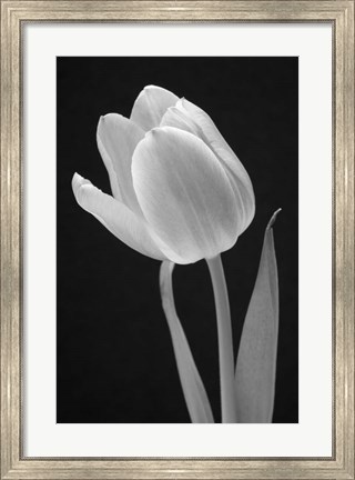 Framed Tulip Print