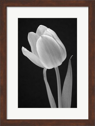 Framed Tulip Print