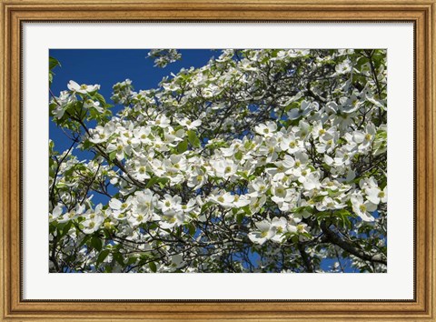 Framed White Dogwood Tree Print
