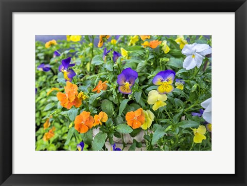 Framed Pansies With Morning Dew Print