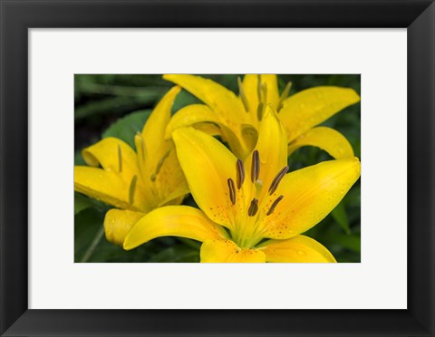Framed Yellow Daylily Print