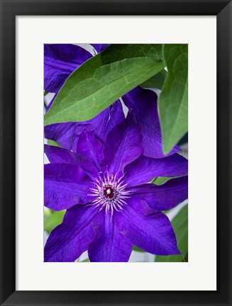 Framed Purple Clematis Print