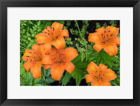 Framed Orange Tiger Lily Print