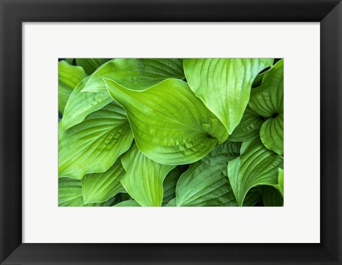 Framed Hosta Plant Print