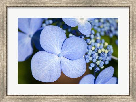 Framed Blue Lacecap Hydrangea Print