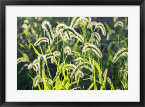 Framed Plumes Of Grass Rimmed In Light Print