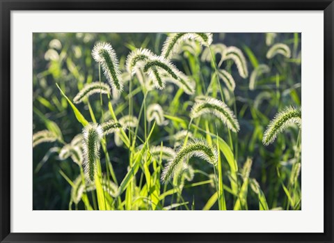 Framed Plumes Of Grass Rimmed In Light Print