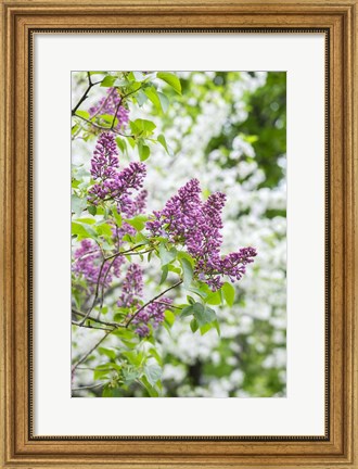 Framed Budding Lilac Bush Print