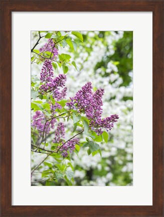 Framed Budding Lilac Bush Print