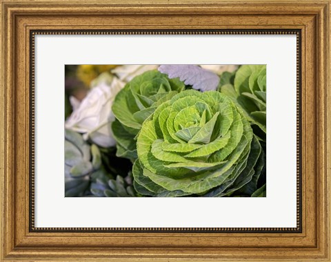 Framed Ornamental Cabbage In A Flower Arrangement Print