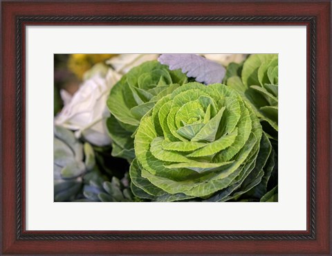 Framed Ornamental Cabbage In A Flower Arrangement Print