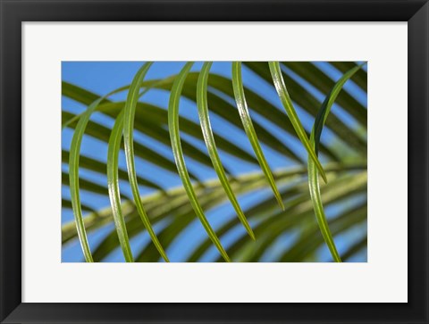 Framed Areca Palm Print