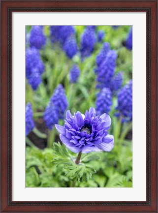 Framed Purple Anemone Print