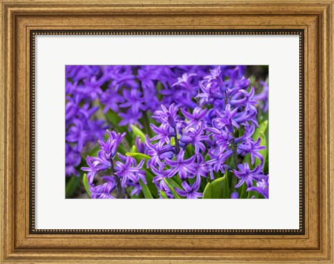 Framed Purple Hyacinth Print