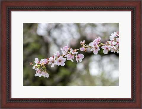 Framed Branch Of Cherry Blossoms Print