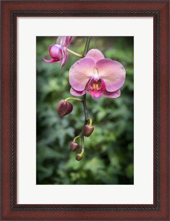 Framed Pink Orchid Print