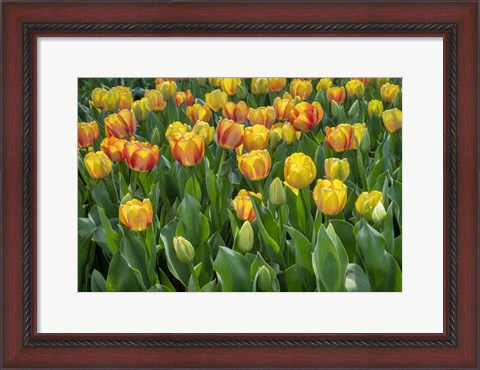 Framed Beauty Of Spring Darwin Hybrid Tulip Print