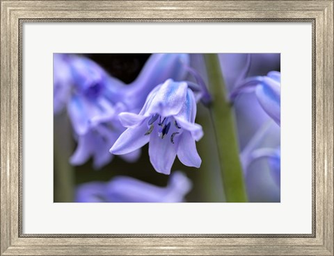 Framed English Wood Hyacinth 1 Print