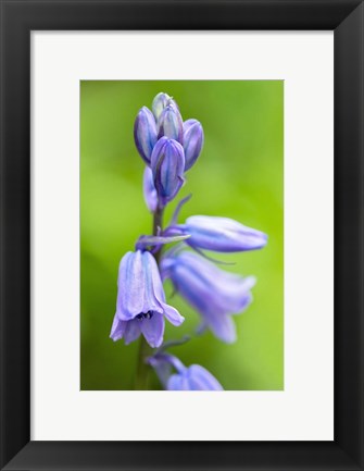 Framed English Wood Hyacinth 3 Print