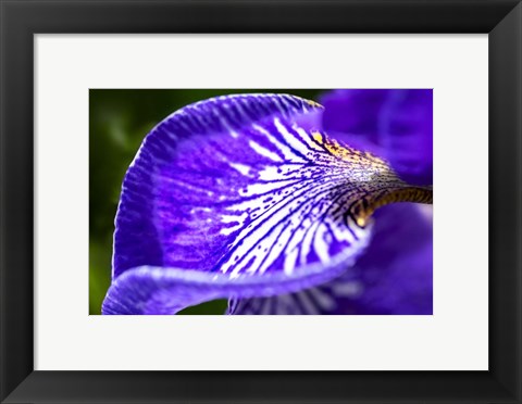Framed Siberian Iris 1 Print