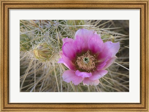 Framed Flowers On Engelmann&#39;s Hedgehog Cactus Print