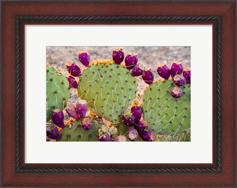 Framed California Prickly Pear Cactus Print
