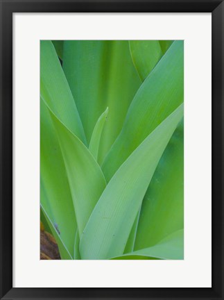 Framed Tropical Foliage Detail 1 Print