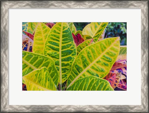 Framed Tropical Foliage Detail 3 Print