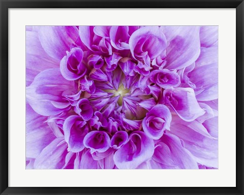 Framed Close-Up Of A Purple Dahlia Print