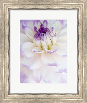 Framed White Dahlia with Purple Edges Print
