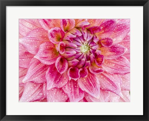 Framed Soft Pink Dahlia Print