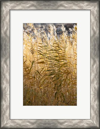 Framed Utah Grasses Along The Fremont River Print