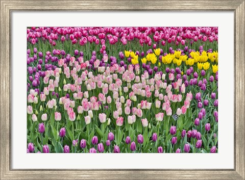 Framed Spring Tulip Garden In Full Bloom Print