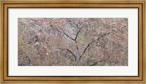 Framed Cherry Trees Blooming During Spring Print
