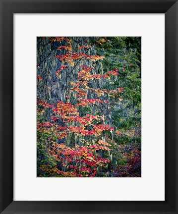 Framed Moss Hanging From a Tree In Autumn Print