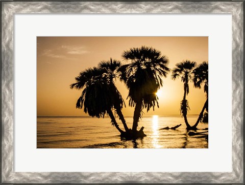 Framed Sunrise On The Beach, Through The Palms Print