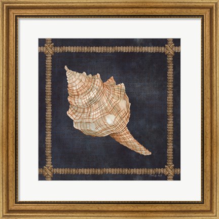 Framed Seashell on Navy IV Print